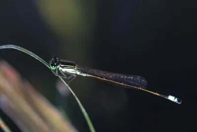 Ischnura ramburii