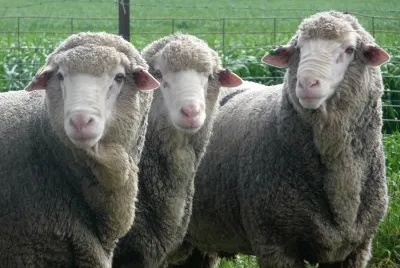 Merino argentina
