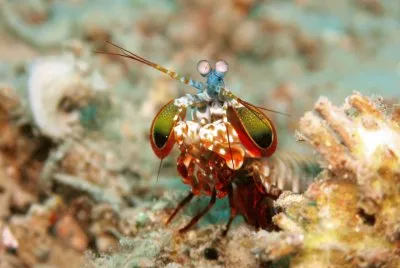 Canocchia pavone