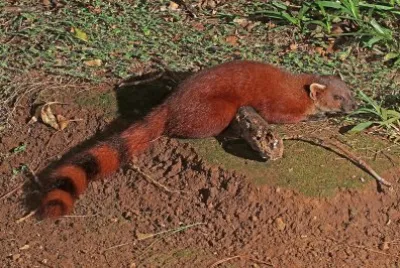Mangusta dalla coda ad anelli