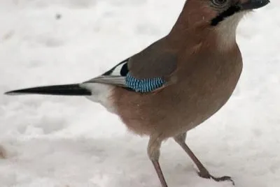 Garrulus