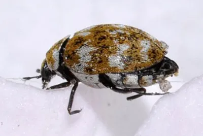 Anthrenus verbasci