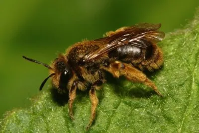 Andrena humilis