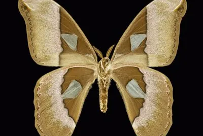 Rothschildia aurota