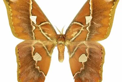Rothschildia hesperus