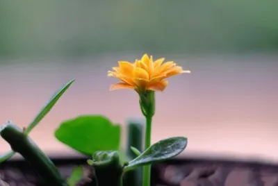 OK