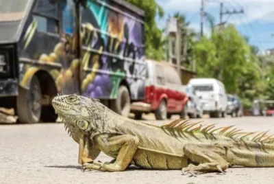 IGUANA CAMINANDO