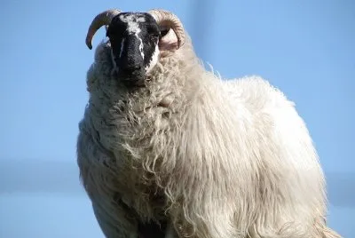 Scottish blakface