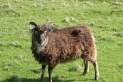 Soay