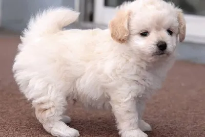 Chipoo