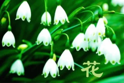 èŠ±