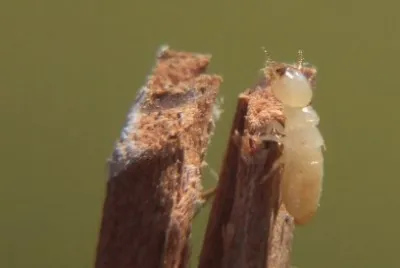 Termite operaia