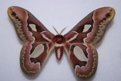 Rothschilda jacobaeae