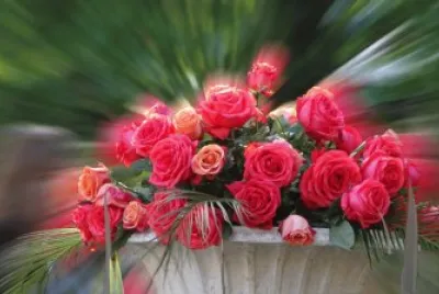 Roses