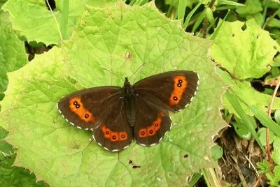 Erebia ligea