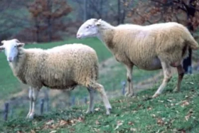 Zerasca
