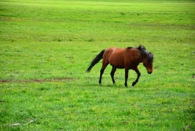 Foto jigsaw puzzle