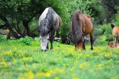 Foto jigsaw puzzle