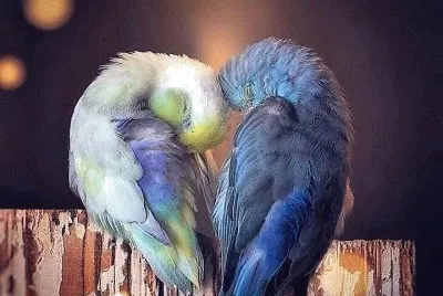 Foto jigsaw puzzle