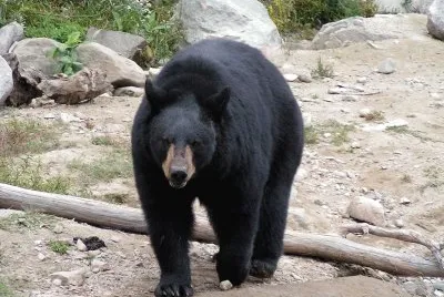 Orso nero americano jigsaw puzzle