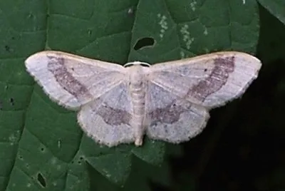 Idaea aversata