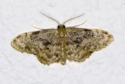 Idaea inquinata