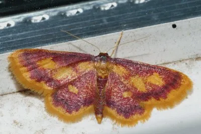 Idaea muricata