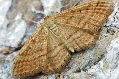 Idaea ochrata