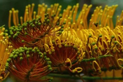 Imagem jigsaw puzzle