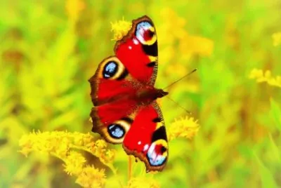 Foto jigsaw puzzle