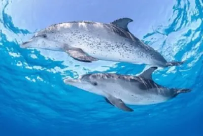 Foto jigsaw puzzle