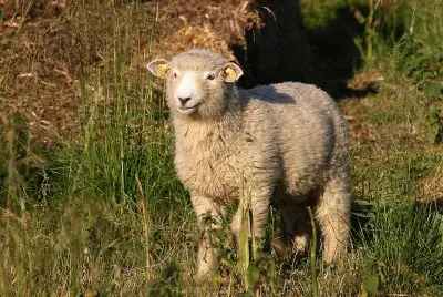 Danish landrace jigsaw puzzle