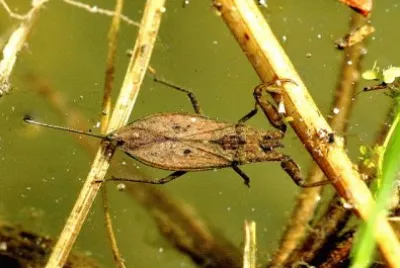 Nepa cinerea jigsaw puzzle