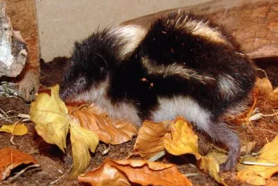 Tenrec striato di montagna jigsaw puzzle