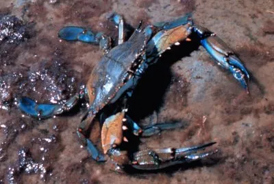 Callinectes sapidus jigsaw puzzle