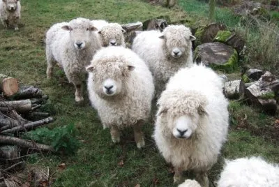 Longwool jigsaw puzzle