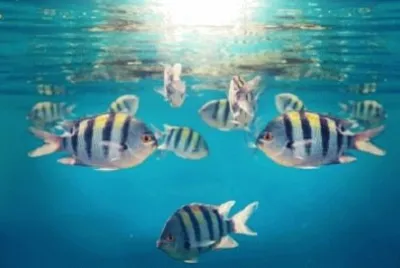 Foto jigsaw puzzle