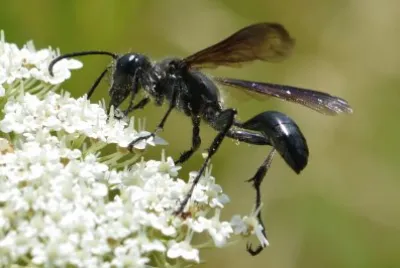 Isodontia wasp jigsaw puzzle