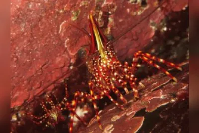 Rhynchocinetes typus jigsaw puzzle