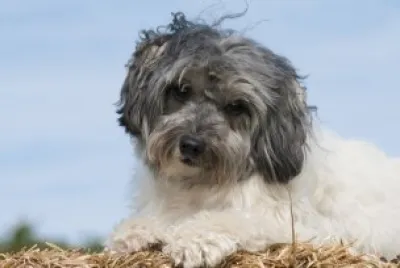Frenchdoodle jigsaw puzzle