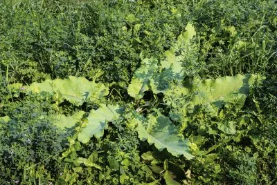 Flowers, plants