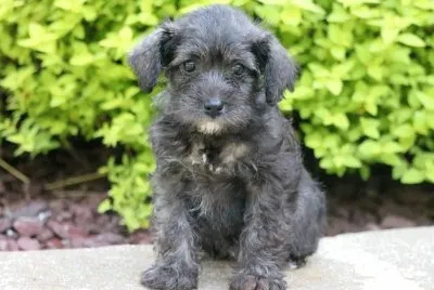 Schnoodle jigsaw puzzle