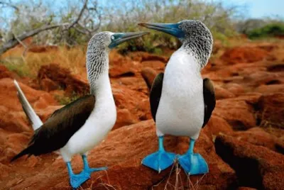 Foto jigsaw puzzle
