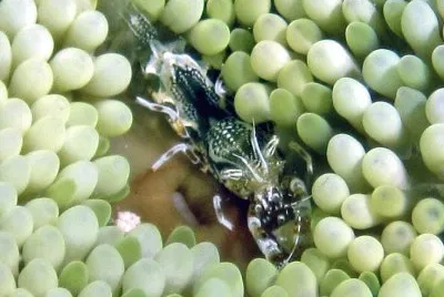 Periclimenes rathbunae jigsaw puzzle