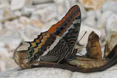 Charaxes jasius jigsaw puzzle