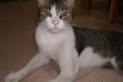 Manki 2009