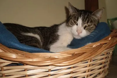 Manki 2010