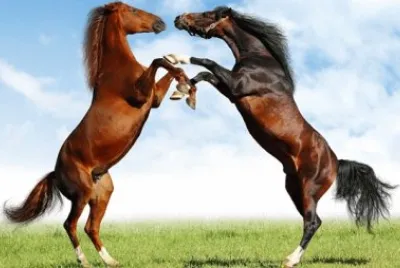 Foto jigsaw puzzle