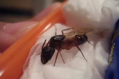 Camponotus fellah jigsaw puzzle