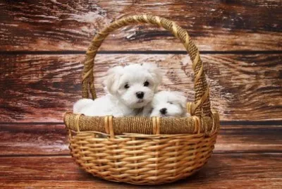 Foto jigsaw puzzle